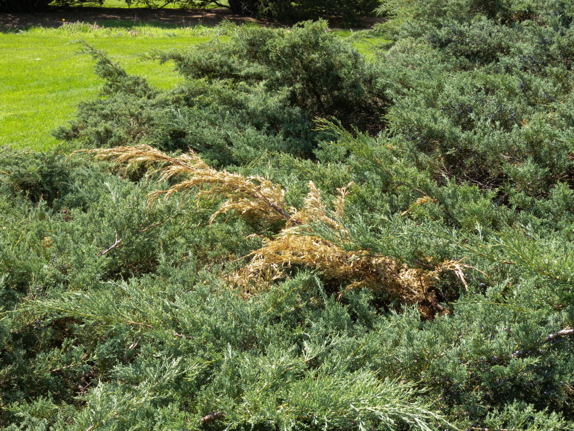 Closeup of juniper with dead branch tips