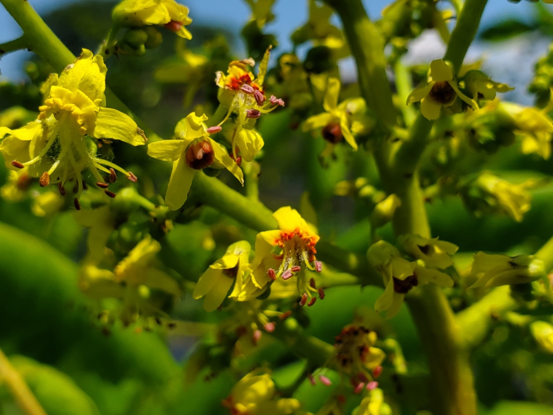 Closeup of flowering plant buds
