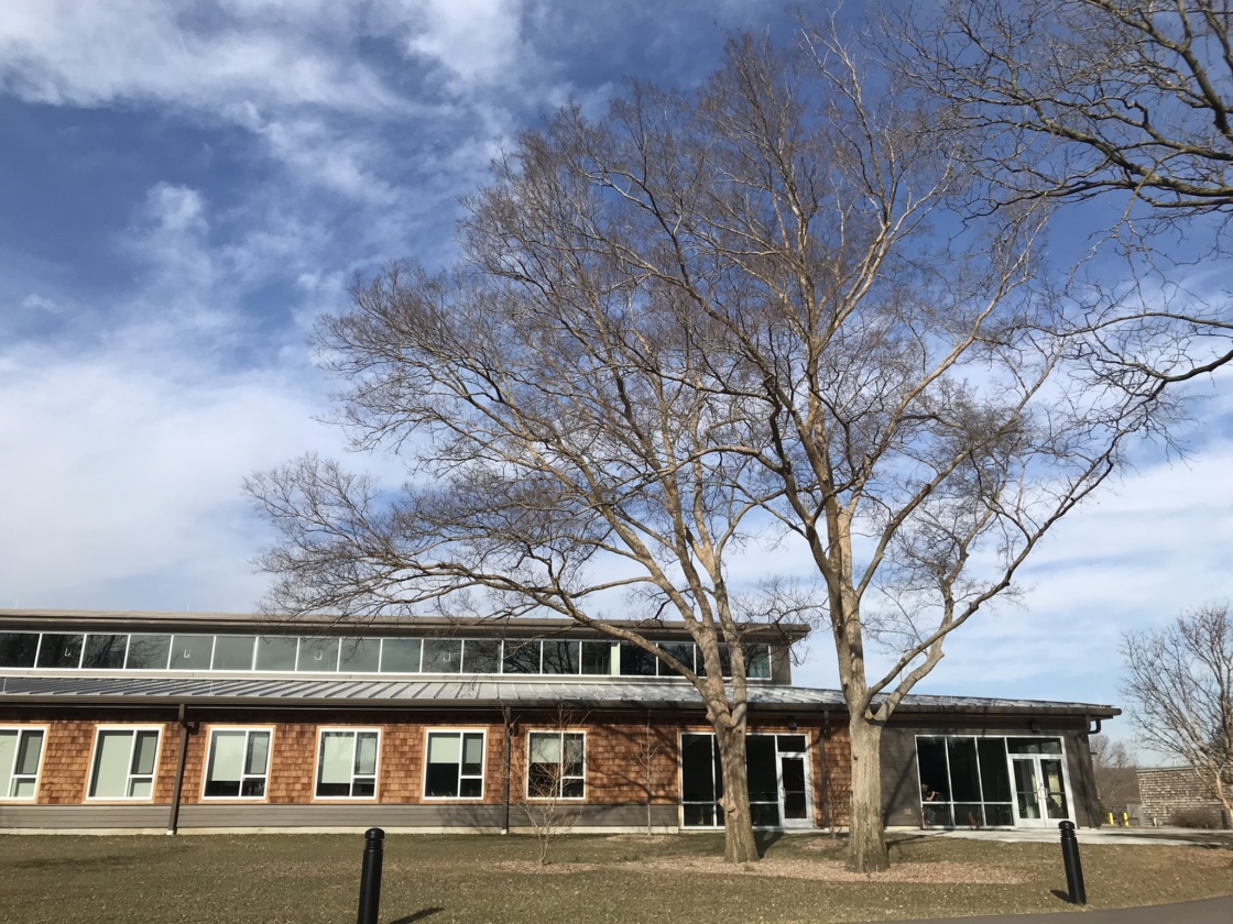 Elm trees by building in spring