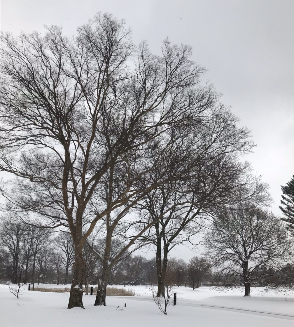 Elm tree in winter snow