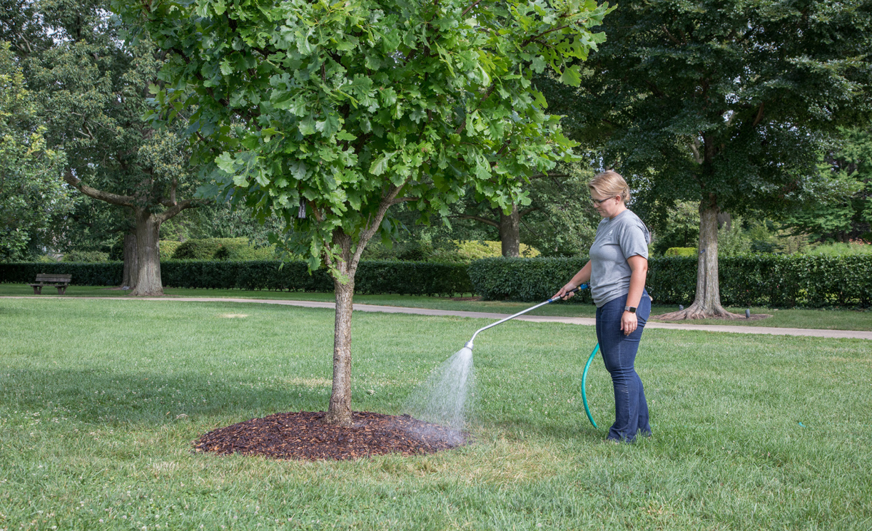 Caring for New Transplants The Morton Arboretum