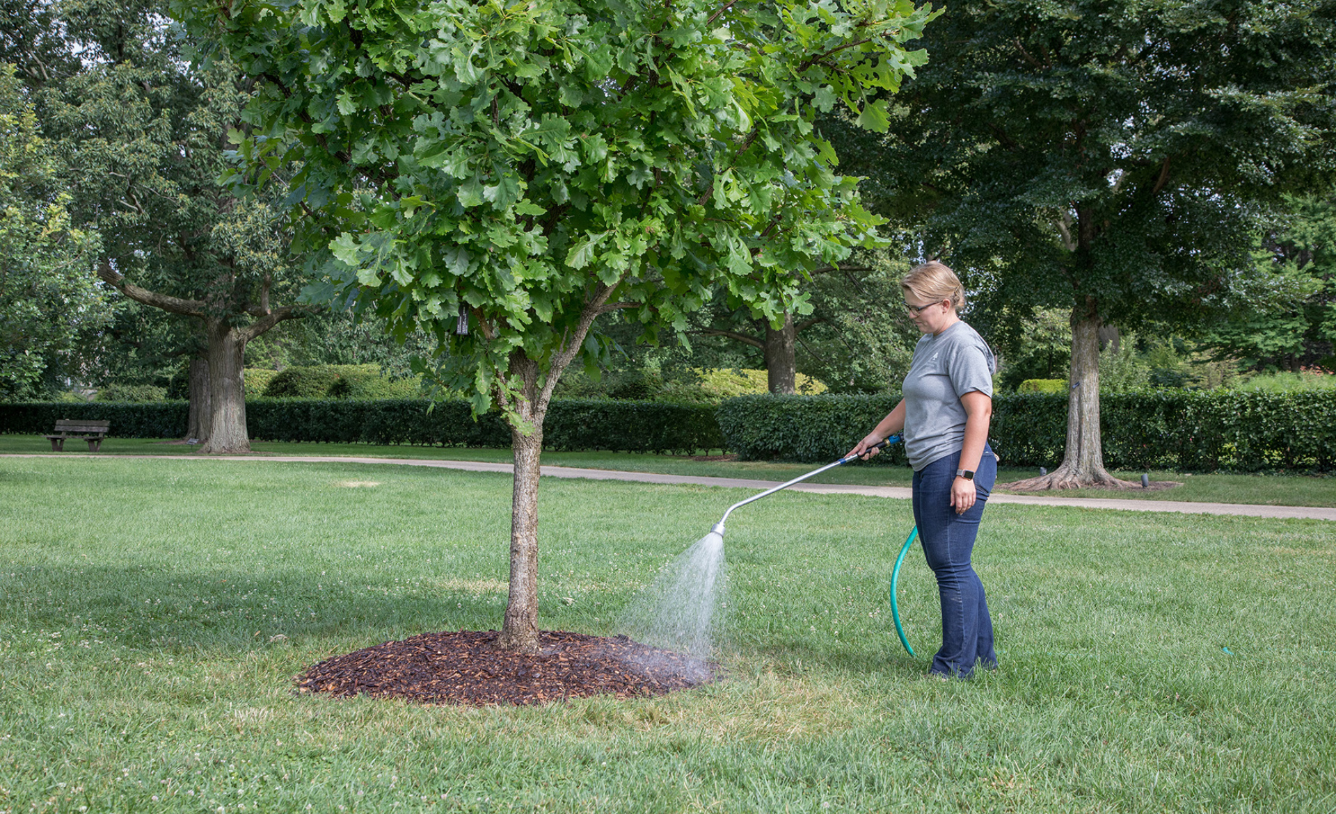 Watering a tree with a hose