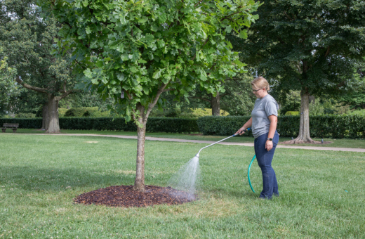 Watering a tree with a hose