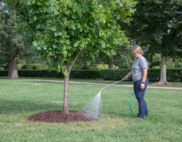 Watering a tree with a hose