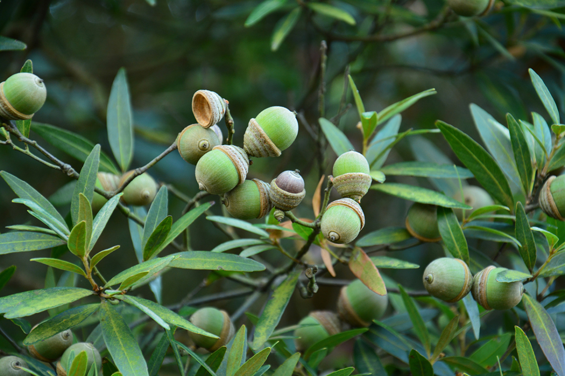 Quercus bambusifolia acorns