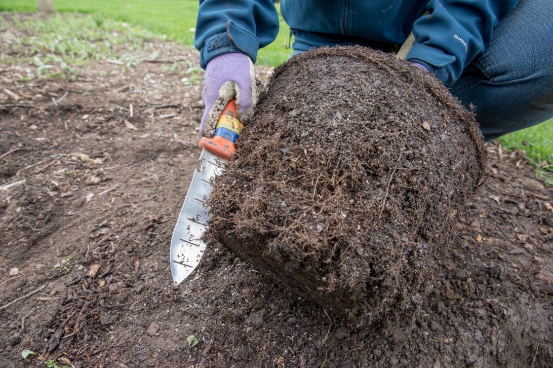 Removing dead or injured roots using sharp pruners.