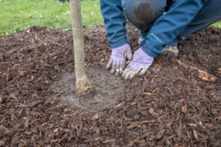 Proper mulching with a 2 to 4 inch layer of mulch around the tree or shrub, avoiding the trunk.