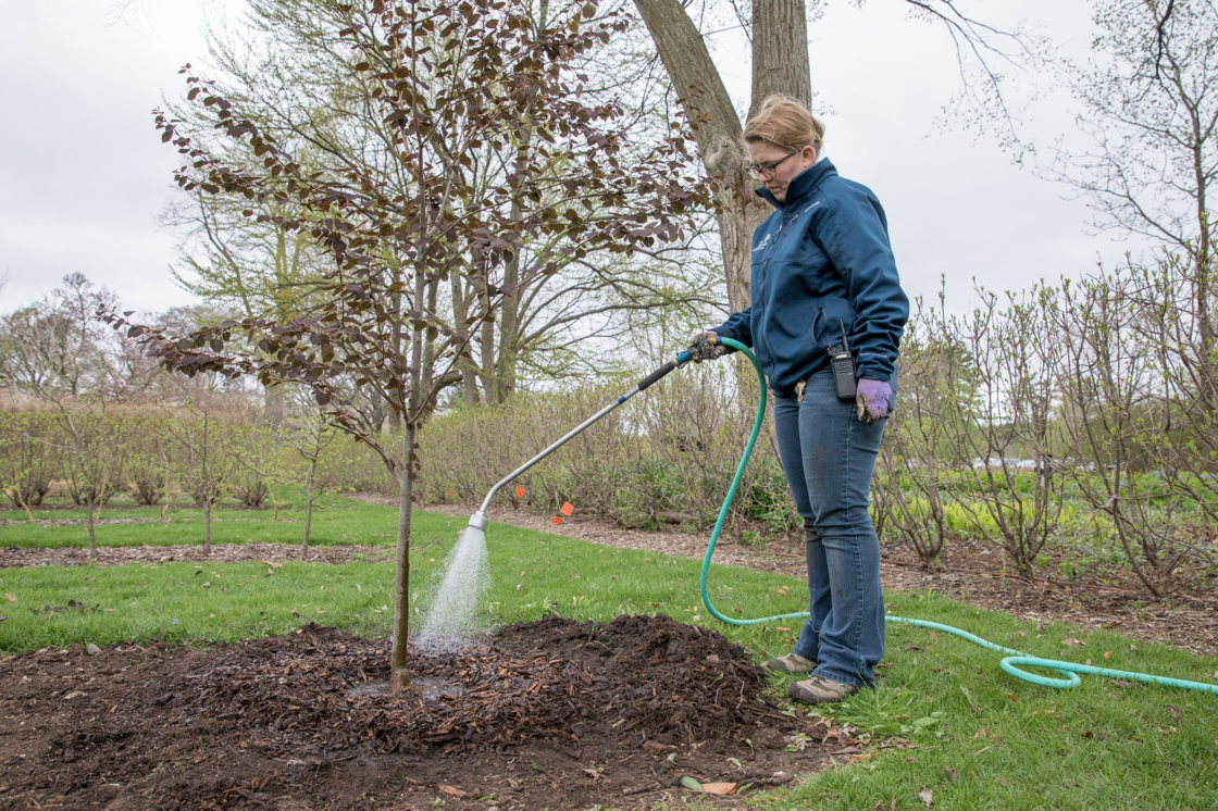 Watering a young tree.