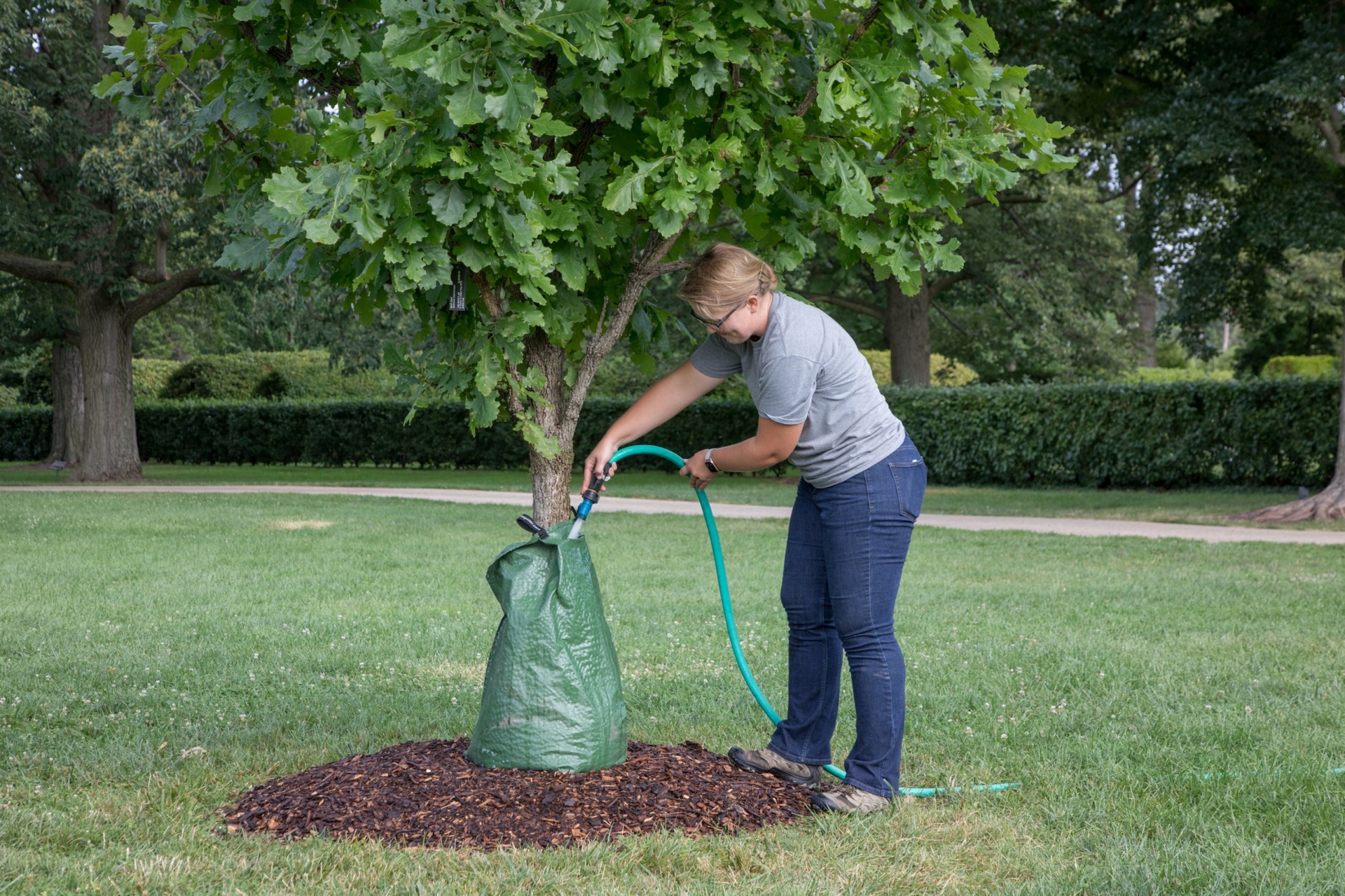 A tree being watered by a water bag.