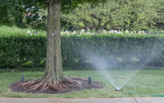 A tree being watered by a sprinkler.