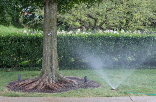 A tree being watered by a sprinkler.