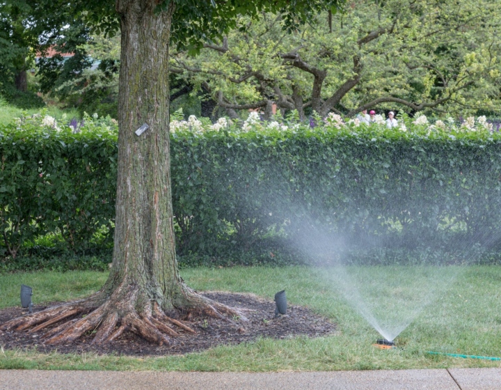 A tree being watered by a sprinkler.