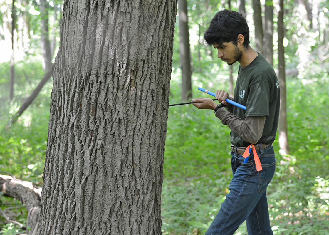 The Morton Arboretum