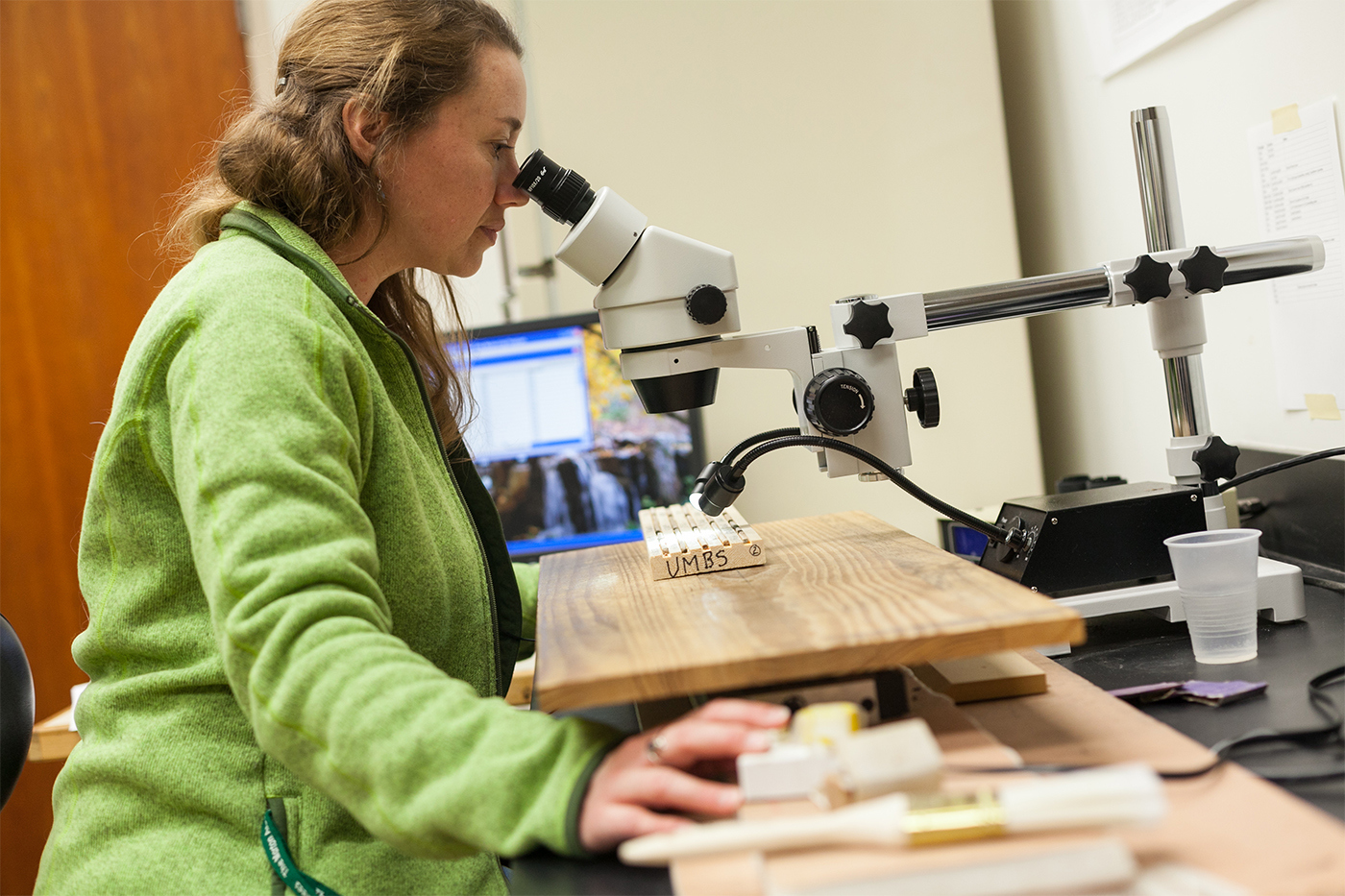 Researcher looking at tree cores through a microscope