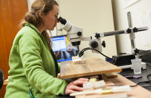 Researcher looking at tree cores through a microscope