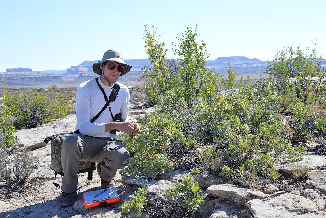 Researcher finds diverse oak on mountainside
