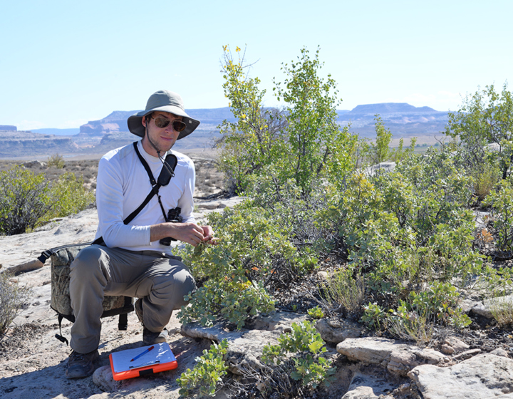 Global Tree Conservation The Morton Arboretum