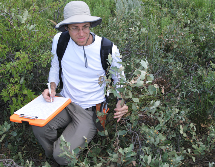 The Morton Arboretum
