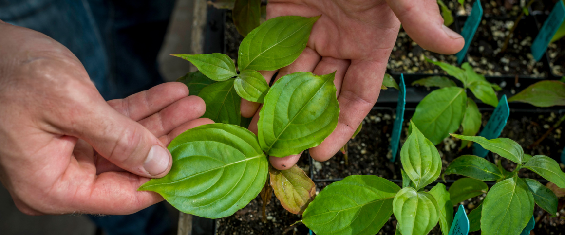 Researcher with sapling trees in greenhouse