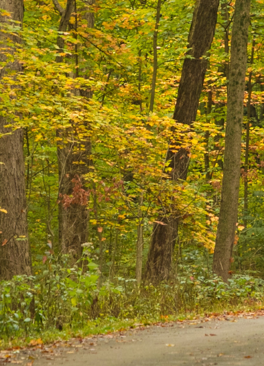 Runner in the east woods during fall