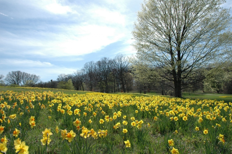 The Morton Arboretum