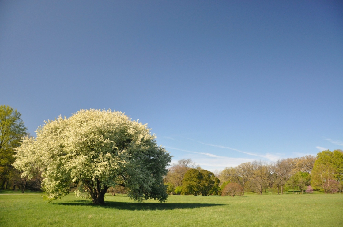 The Morton Arboretum