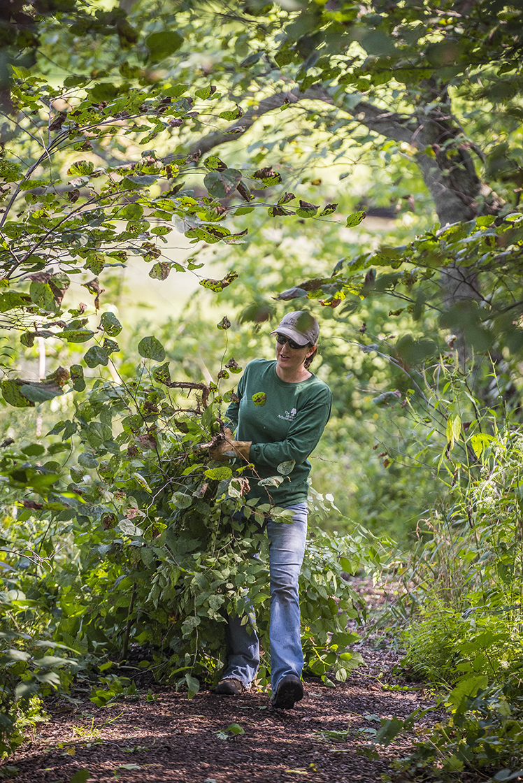 Staff removes invasive trees from woods