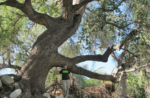 The Morton Arboretum
