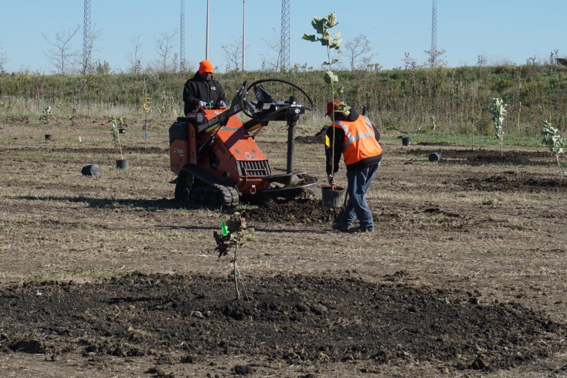 People auger holes for the trees they are planting at the tollway