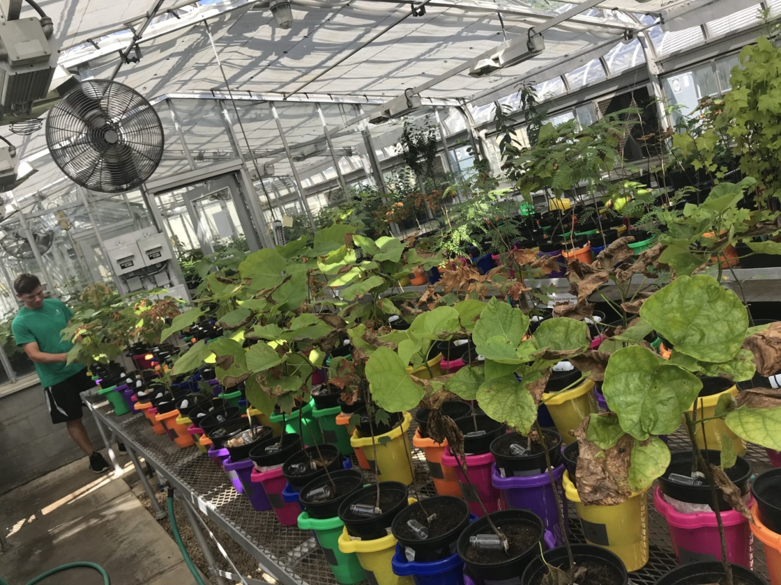 A greenhouse experiment testing the effects of salt and biochar on tree growth and sodium leaching