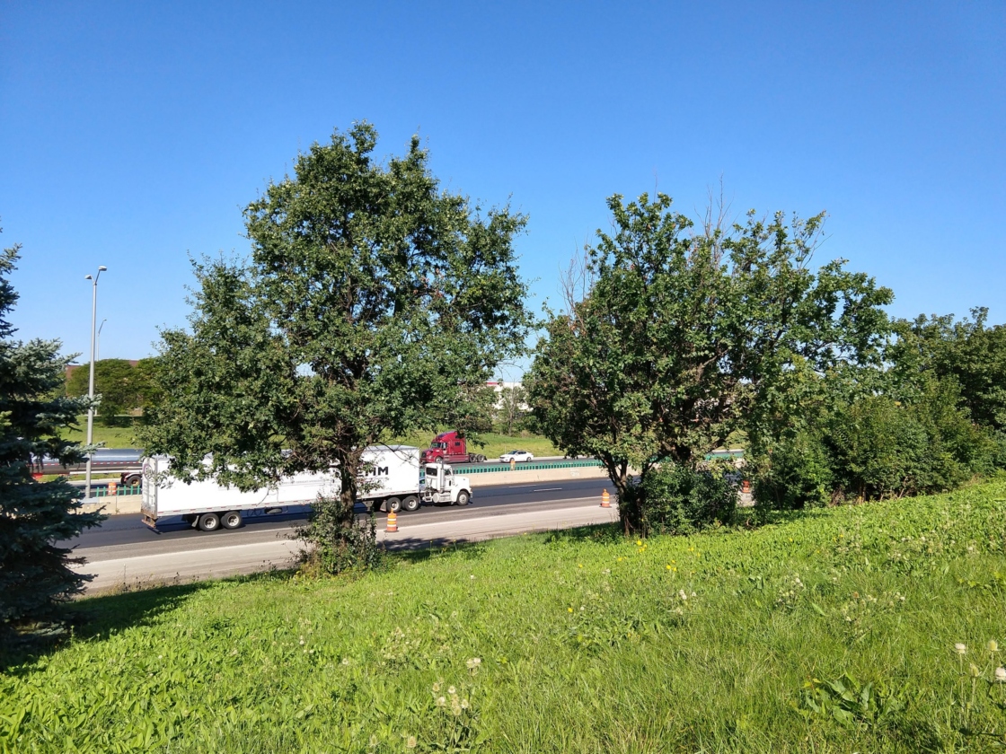 Previous trees on the tollway