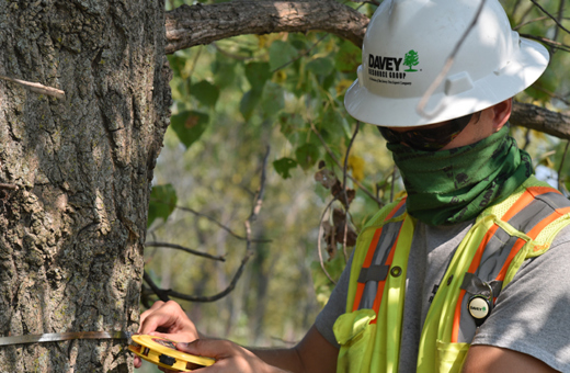 a-1 tree service chicago