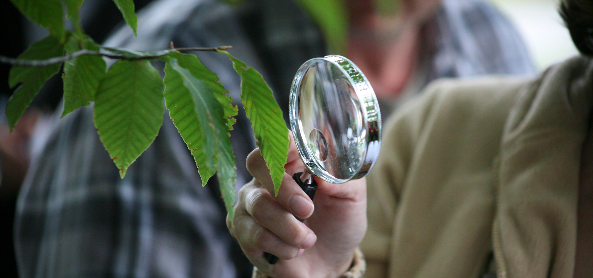 Instructor of Tree ID class using a magnifying glass to identify a leaf of a tree