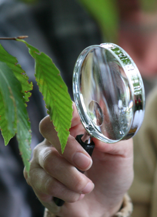 Instructor of Tree ID class using a magnifying glass to identify a leaf of a tree