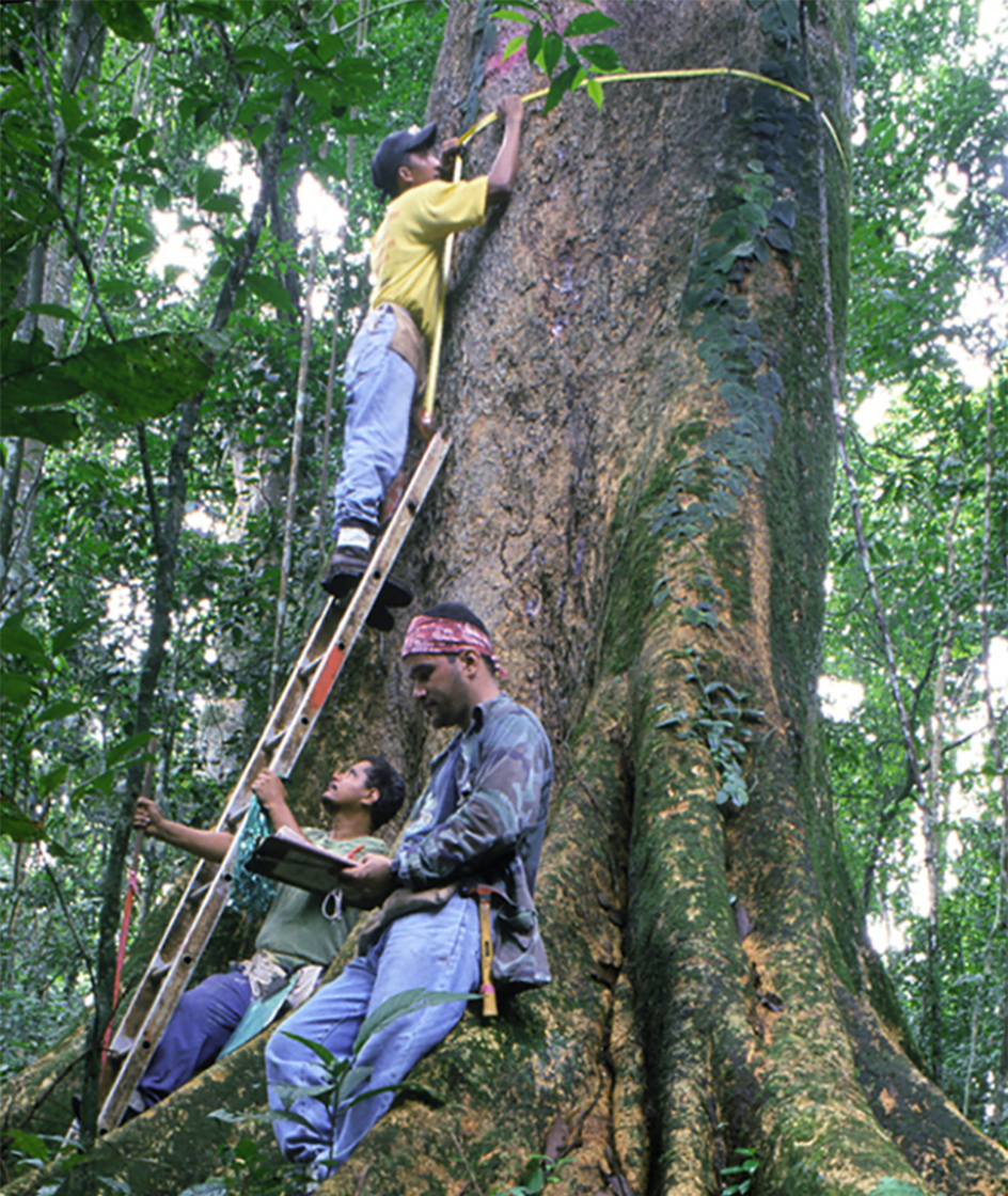 People climb tree to measure its circumference