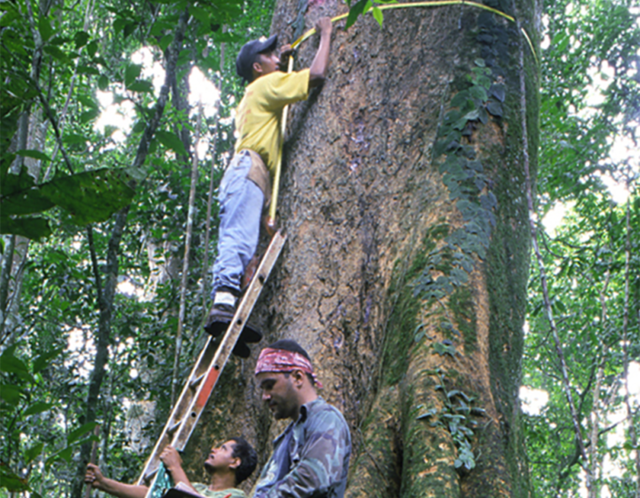 People climb tree to measure its circumference