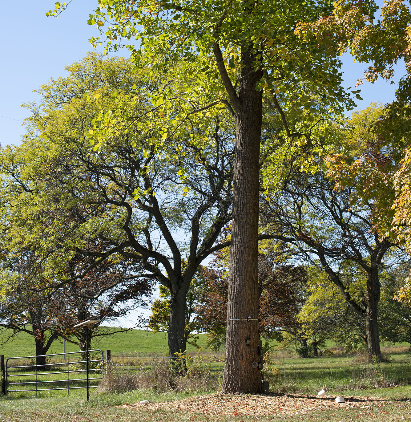 Tweeting tulip tree in the Gateway for Tree Science