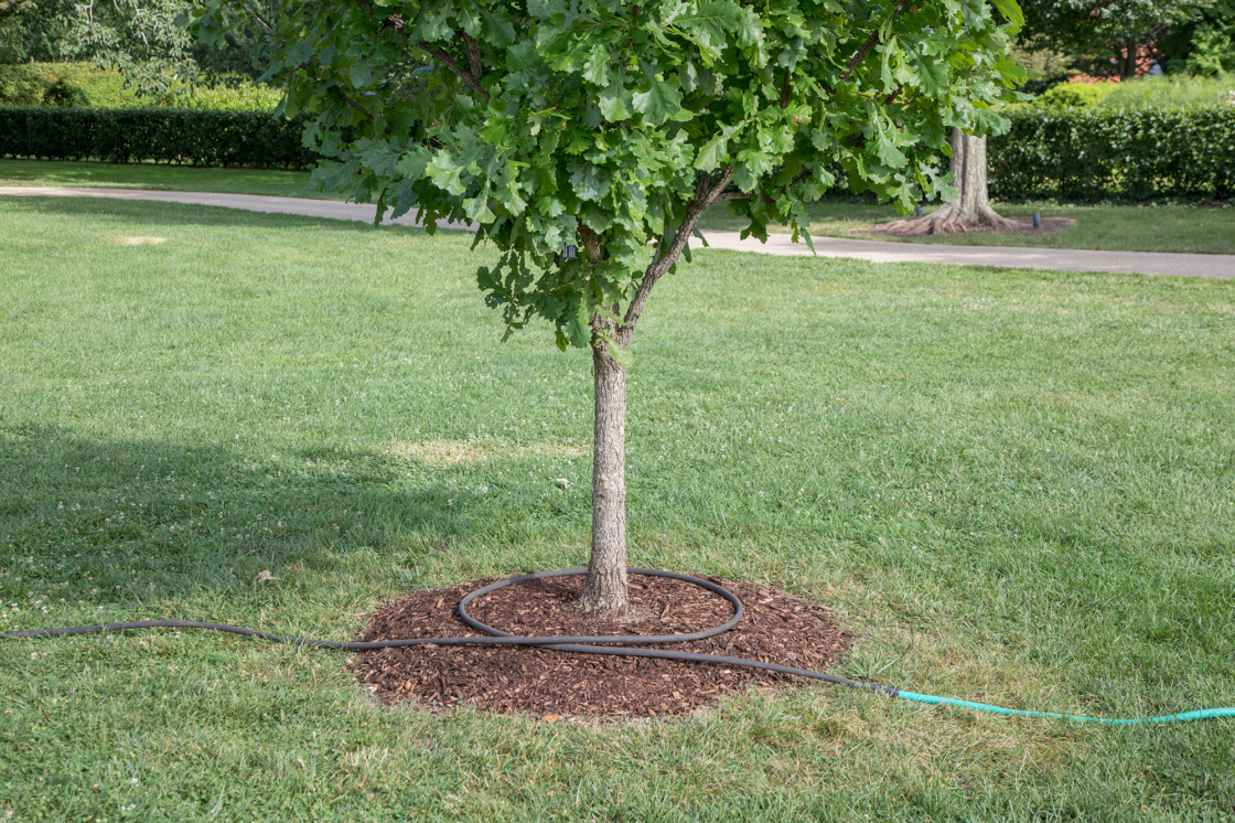 Watering a tree with a drip hose