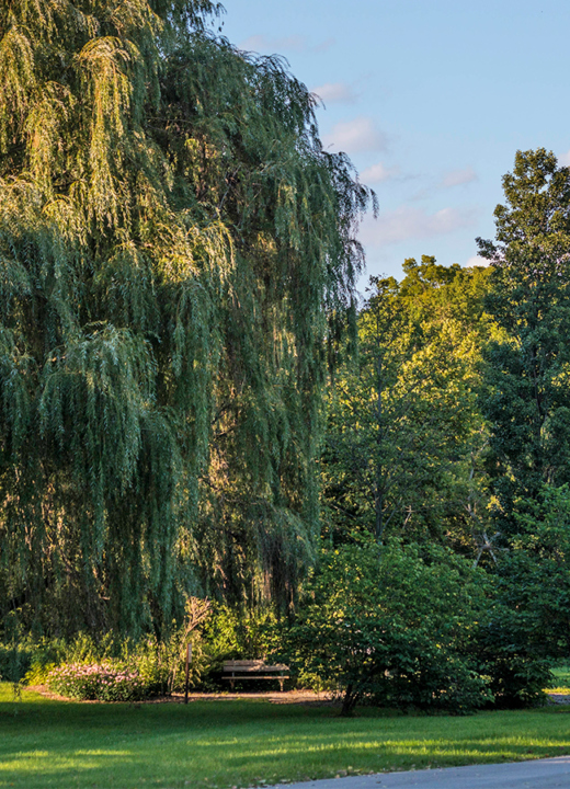 The Morton Arboretum