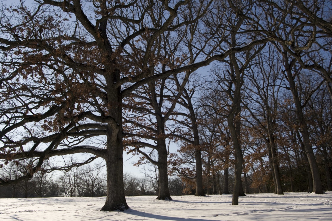 The Morton Arboretum