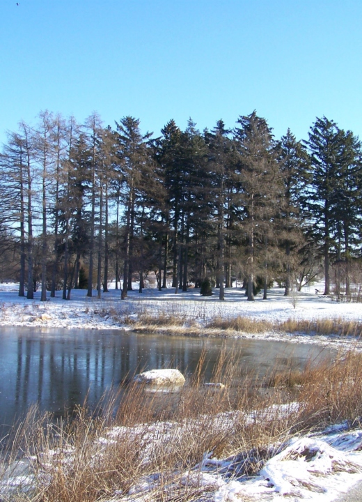 The Morton Arboretum