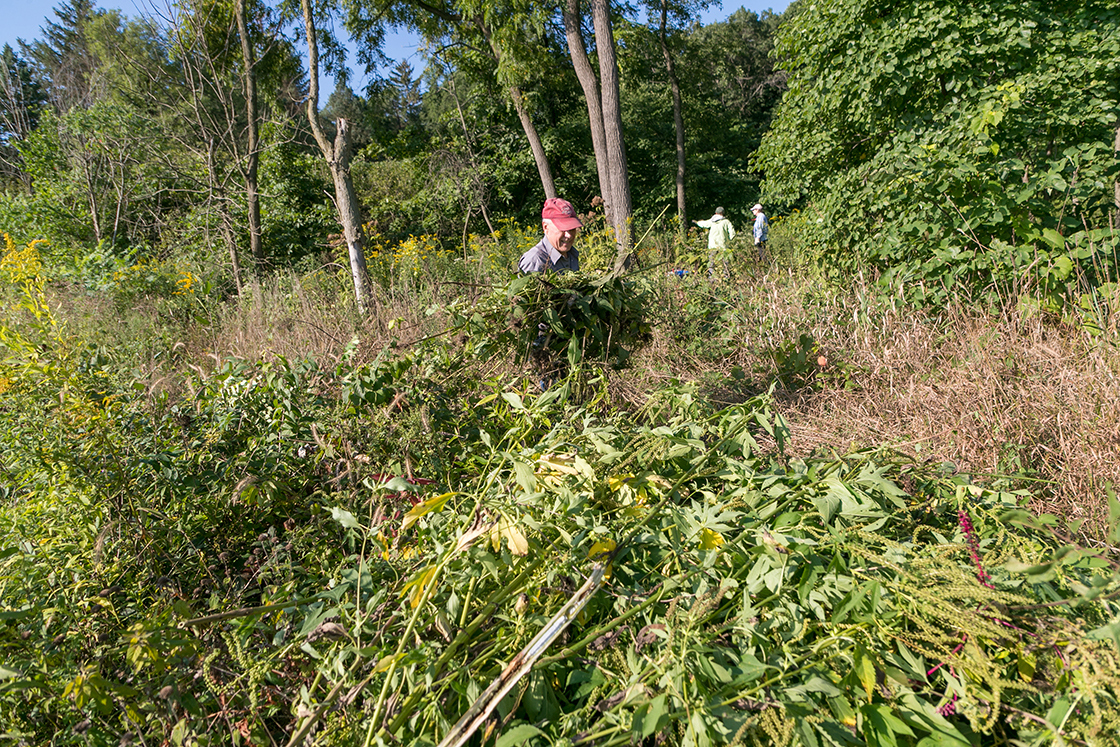 Volunteer removes overgrowth in the woods