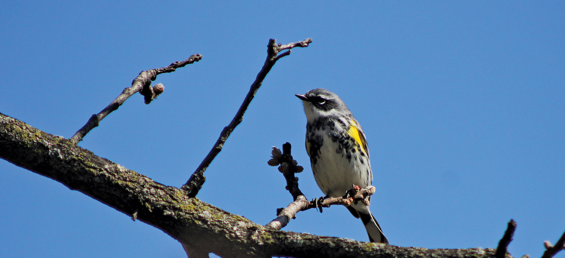 Photograph of a Yellow Rumped Warbler on a tree limb
