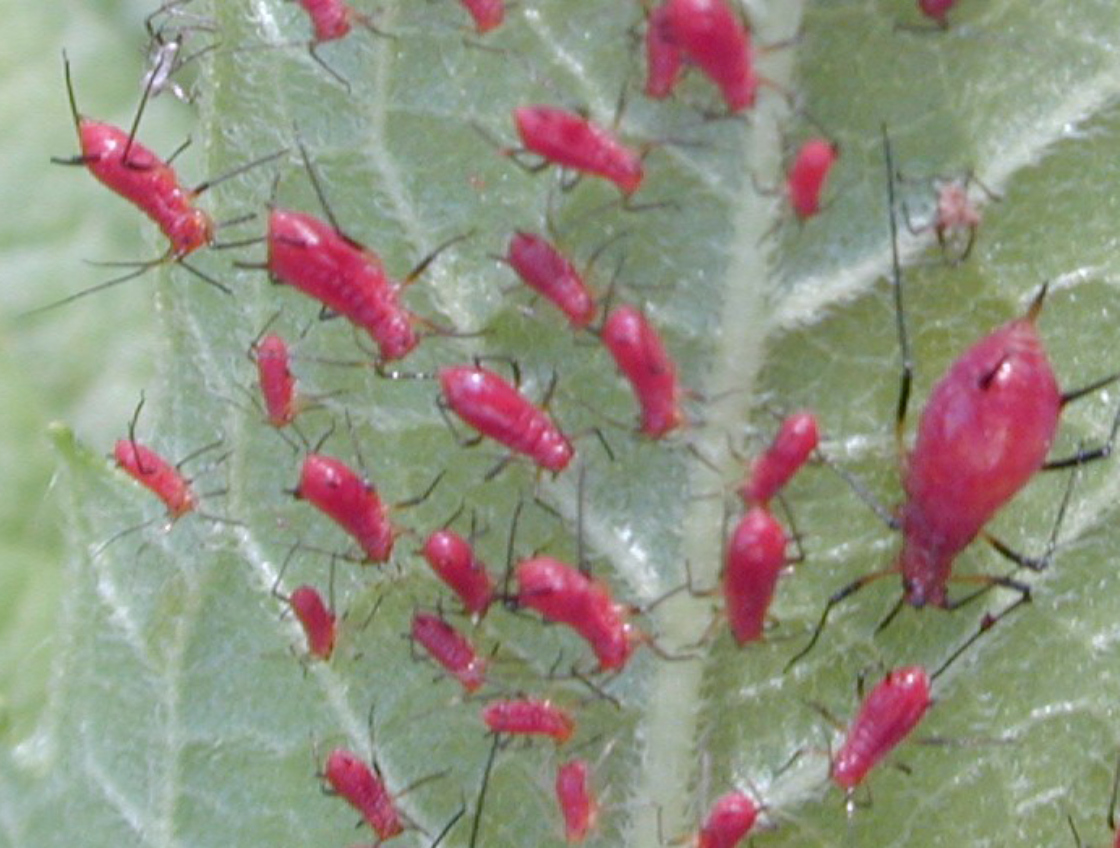 A group of pink aphids on a leaf.