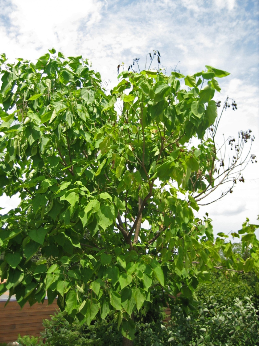 Dieback of branches in catalpa tree