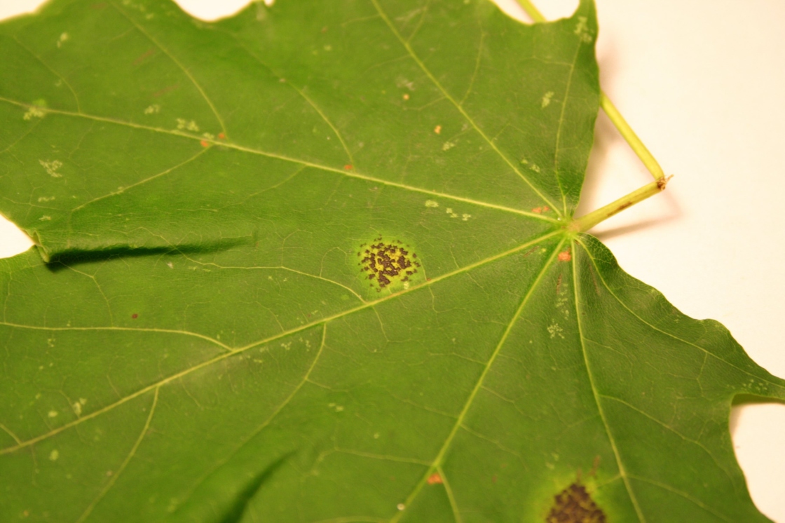 Early symptoms of tar spot on a maple leaf.