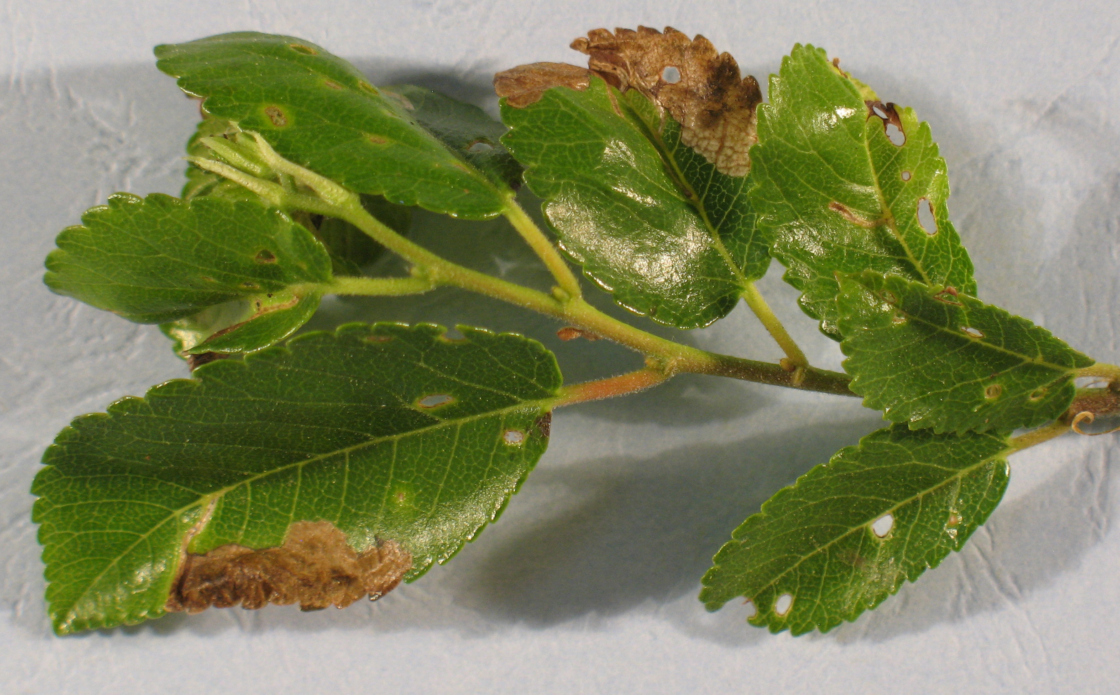 Leaf with chewing damage from adult and leaf mines from larvae