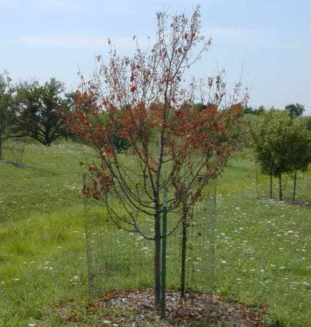 Small crabapple killed by fireblight