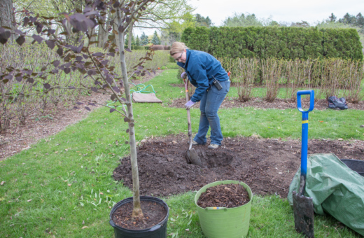 Staff member demonstrating how to dig a hole to plant a tree