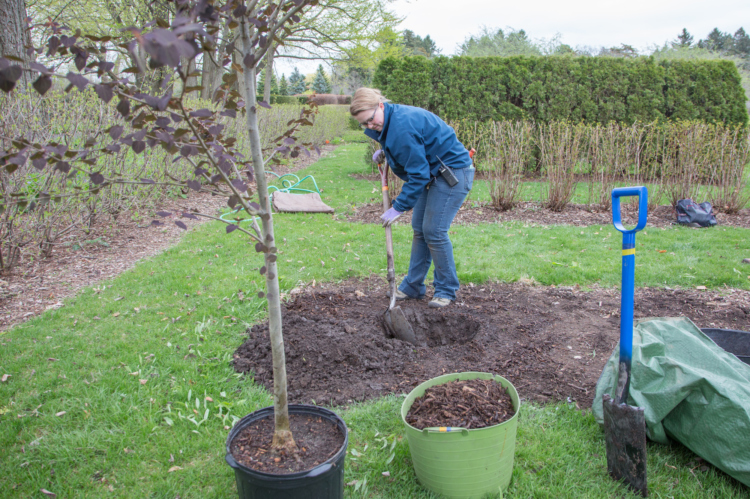 Staff member demonstrating how to dig a hole to plant a tree